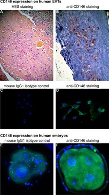 The Role of the Adhesion Receptor CD146 and Its Soluble Form in Human Embryo Implantation and Pregnancy